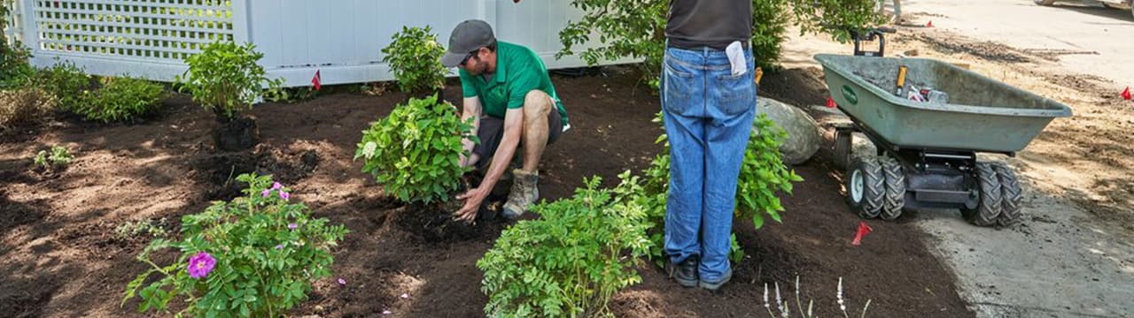 Plant and shrub installation